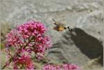 Insekten/143296/ein-taubenschwnzchen-beim-nektar-saugen28052011 Ein Taubenschwnzchen beim Nektar saugen.
(28.05.2011) 
