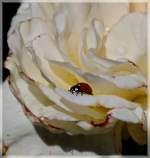 Insekten/144658/heute-ist-endlich-die-hilfe-beim Heute ist endlich die Hilfe beim Bekmpfen der Blattluse an den Rosen angekommen. 11.06.2011 (Jeanny)