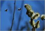 Insekten/254824/hurra-endlich-frischer-nektar21032013 Hurra, endlich frischer Nektar!!
(21.03.2013)