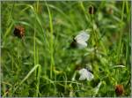 Insekten/283730/tanz-der-schmetterlinge03082013 Tanz der Schmetterlinge
(03.08.2013)