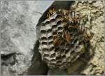 Emsig bauen diese Wespen an ihrem Nest.
(03.08.2013)