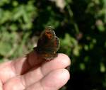 Dieser Schmetterling liess sich gemtlich auf meinem Finger nieder und wollte gar nicht mehr weg.
(August 2009)