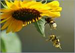 Insekten/320157/im-anflug-zur-naechsten-nektartankstelle09092013 Im Anflug zur nächsten Nektartankstelle
(09.09.2013)