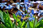 . Blaues Bienchen - Die blauen Pollen frben die Hinterbeine der Biene blau. 02.04.2014 (Jeanny)