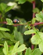Insekten/352973/-schwarz-mit-roten-punkten-sorgt . Schwarz mit roten Punkten sorgt fr Abwechslung im Garten. 11.07.2014. (Jeanny)