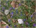 Insekten/444695/waehrend-der-eine-schon-seine-bluete Während der eine schon seine Blüte gefunden hat, ist der andere noch auf der Suche
(08.07.2015)