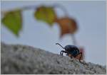 Insekten/449218/ein-blatthornkaefer-spaziert-gemuetlich-auf-einer Ein Blatthornkäfer spaziert gemütlich auf einer Mauer entlang.
(18.08.2015)