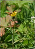 Insekten/460220/ein-schmetterling-staerkt-sich-fuer-den Ein Schmetterling stärkt sich für den Weiterflug...
(30.09.2015)