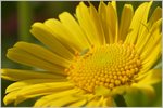 Insekten/488434/der-blattlaus-gefaellt-es-auf-der Der Blattlaus gefällt es auf der Blüte...
(04.04.2016