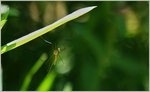Insekten/504624/in-der-sommerlichen-waerme-sucht-selbst In der sommerlichen Wärme sucht selbst ein Weberknecht Schutz im Schatten.
(28.06.2016)
