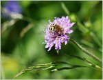 Insekten/505891/ein-gebaenderter-pinselkaefer-auf-einer-bluete28062016 Ein Gebänderter Pinselkäfer auf einer Blüte.
(28.06.2016)