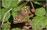 Insekten/570233/eine-schmetterling-namens-waldbrettspiel-parage-aegeria21042017 Eine Schmetterling Namens Waldbrettspiel (Parage aegeria)
(21.04.2017)