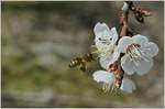Insekten/606242/eine-biene-fliegt-zu-ihrem-naechsten Eine Biene fliegt zu ihrem nächsten Ziel.
(Versuch, Aufnahme mit Makroobjektiv; 04.04.2018)
