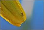 Insekten/606501/die-frische-morgenluft-laesst-die-muecke Die frische Morgenluft lässt die Mücke pausieren
(06.04.2018)