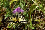 Der Schwalbenschwanz (Papilio machaon) ist ein Schmetterling aus der Familie der Ritterfalter (Papilionidae). Am 02.09.2018 begegnete mir ein besonders schnes Exemplar zwischen Wasserbilligerbrck und Igel. (Hans)