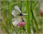 Insekten/709799/aufeinander-treffen-eines-schmetterlingpaars07072020 Aufeinander treffen eines Schmetterlingpaars.
(07.07.2020)