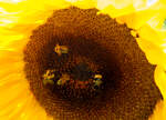 Eine der vielen prächtig blühenden Sonnenblume in unserem Garten. Und gleich vier Bienen sind auch am Werk.
Herdorf am 24.08.2023
