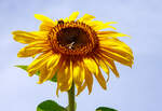 Eine der vielen prächtig blühenden Sonnenblume in unserem Garten. Und die Bienen sind auch am Werk.
Herdorf am 24.08.2023
