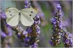 Ein Schmetterling kurz vor der Landung auf dem Lavendel.