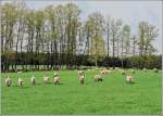 Tiere in der Natur/15848/im-gegensatz-zu-stefans-laemmchen-die Im Gegensatz zu Stefans Lmmchen, die Fotokunst zu schtzen wuten, benahmen sich diese Schafe wie undankbares ziegenartiges Hornvieh, als ich sie fotografieren wollte. 25.04.09 (Jeanny)