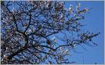 Tiere in der Natur/324987/zwischen-bluehenden-aesten-sass-eine-kleine Zwischen blühenden Ästen sass eine kleine Meise und zwitscherte fröhlich ihr Lied.
(22.02.2014)