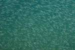 Tiere in der Natur/73251/kleine-fische-im-grossen-see-jedes Kleine Fische im grossen See. Jedes Jahr im Frhling kann man die Fischschwrme in der Nhe der Hafen am Genfersee beobachten.
(19.05.2009)
