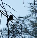 Vogel/11547/dieser-kleine-saenger-zwitschert-froehlich-sein Dieser kleine Snger zwitschert frhlich sein Lied.
(24.02.2009)