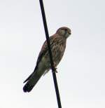 Vogel/282341/ein-falke-auf-einer-stromleitungmonreal-am Ein Falke auf einer Stromleitung....
Monreal am 19.05.2013