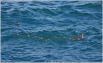 Vogel/707756/sicher-lenkt-die-entenmutter-ihre-kueken Sicher lenkt die Entenmutter ihre Küken durch die Wellen des aufgewühlten Genfersee.
(24.07.2020)