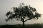 Einfach nur ein Baum, der durch den Morgennebel schner zur Geltung kommt. 11.10.2008 (Matthias)