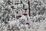 Wald und Baume/722592/der-gewoehnliche-schneeball-bleibt-den-voegeln Der Gewöhnliche Schneeball bleibt den Vögeln auch bei dieser Schneemenge als Nahrung erhalten, seine rote Farbe ist nicht zu übersehen.
(05.12.2020)

