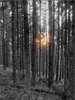 Wald und Baume/8534/herbstwald-im-abendlicht-des-080908-jeanny Herbstwald im Abendlicht des 08.09.08. (Jeanny)