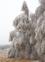 Wald und Baume/534742/mehr-eis-als-baum-am-22122016 
Mehr Eis als Baum, am 22.12.2016 bei Friedewald. Da wird eie normale Birke zur Hängebirke. Es regnete, aber auf dem Höhen des Westerwaldes war es noch kalt, so gefror der Regen auf dem was er traf.