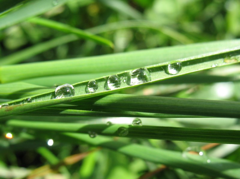 Wie Perlen auf der Schnur: Regentropfen im Gras.
(Mai 2007