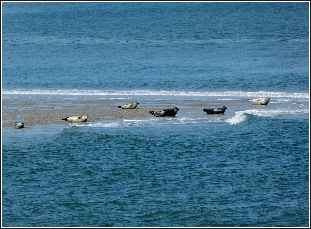 Andere Lnder - andere Tiere. Die Fhre nach Wangerooge bot mir die Gelegenheit, Seehunde auf einer Sandbank zu fotografieren. Bis bald... 07.05.2012 (Jeanny)