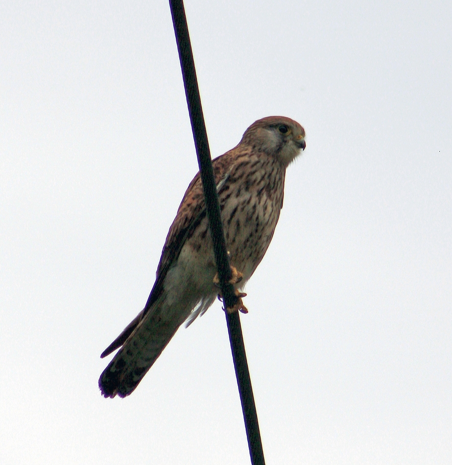 Ein Falke auf einer Stromleitung....
Monreal am 19.05.2013