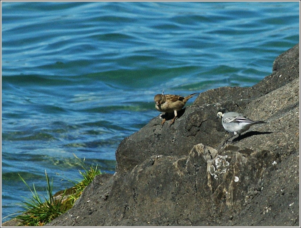 Ein kleiner Schwatz am Ufer des See's...
(28.09.2012)