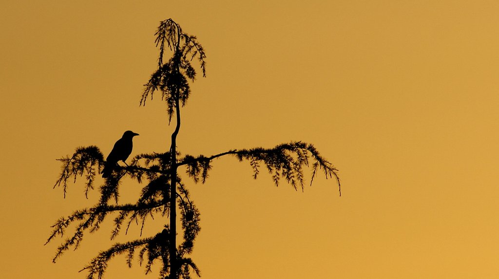 Ein Vogel schaut in den Sonnenuntergang.
(08.07.2010)