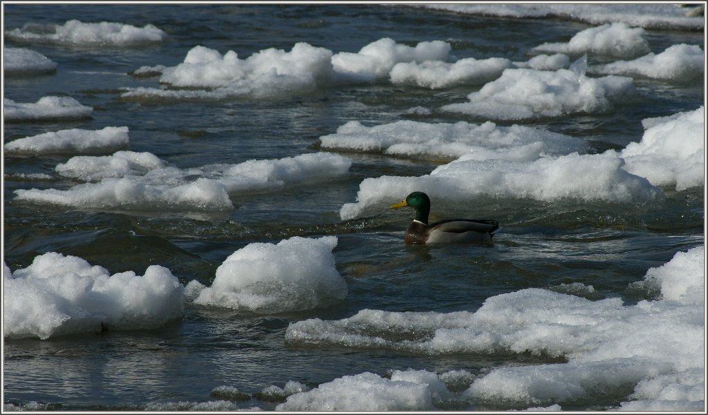 Eine Ente sucht sich ihren Weg durch die Eisschollen.
(24.01.2011)