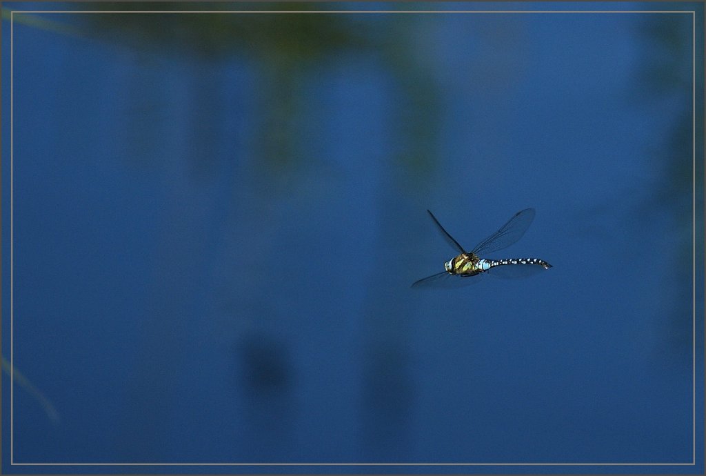 Eine Libelle im Flug.
(15.08.2012)