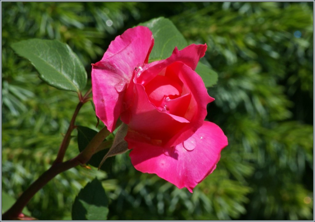Eine Rose erblht.
(30.06.2013)