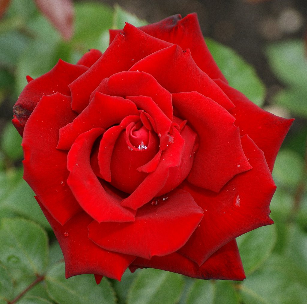Eine Rose mit Regentropfen.
(07.06.2010)