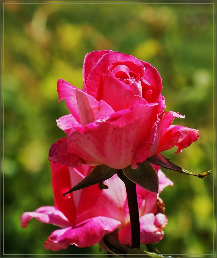 Eine Rose in voller Blte
(28.05.2011)