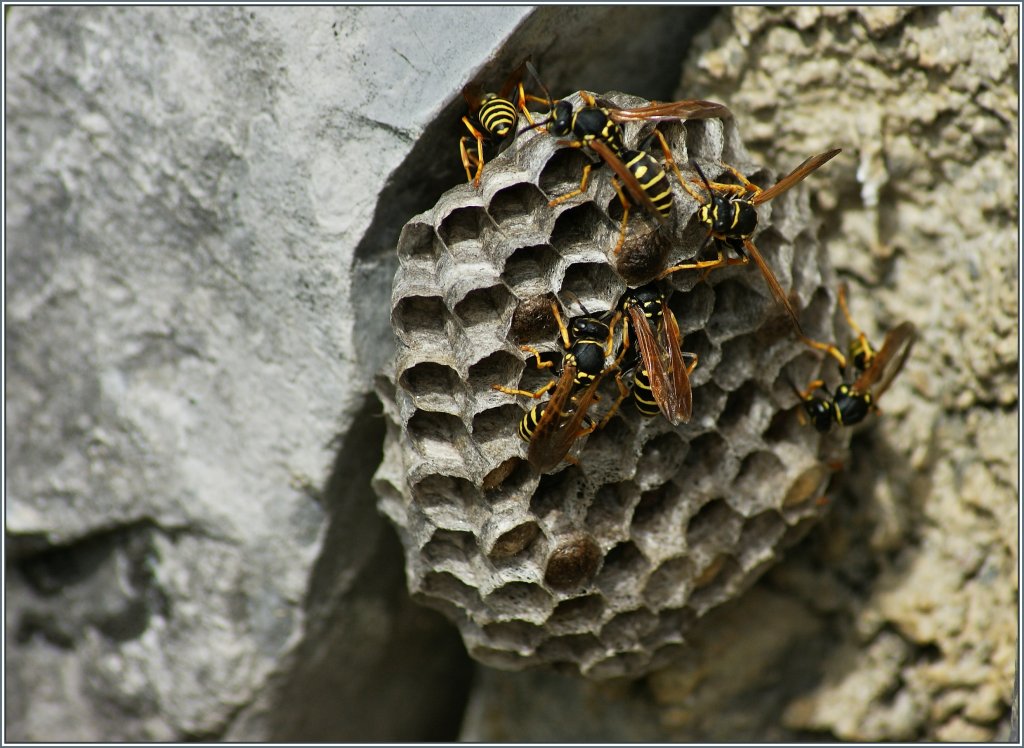 Emsig bauen diese Wespen an ihrem Nest.
(03.08.2013)