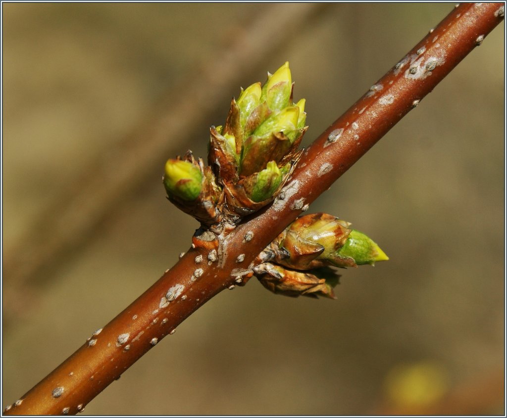 Kurz vor der Blte
(14.03.2013)