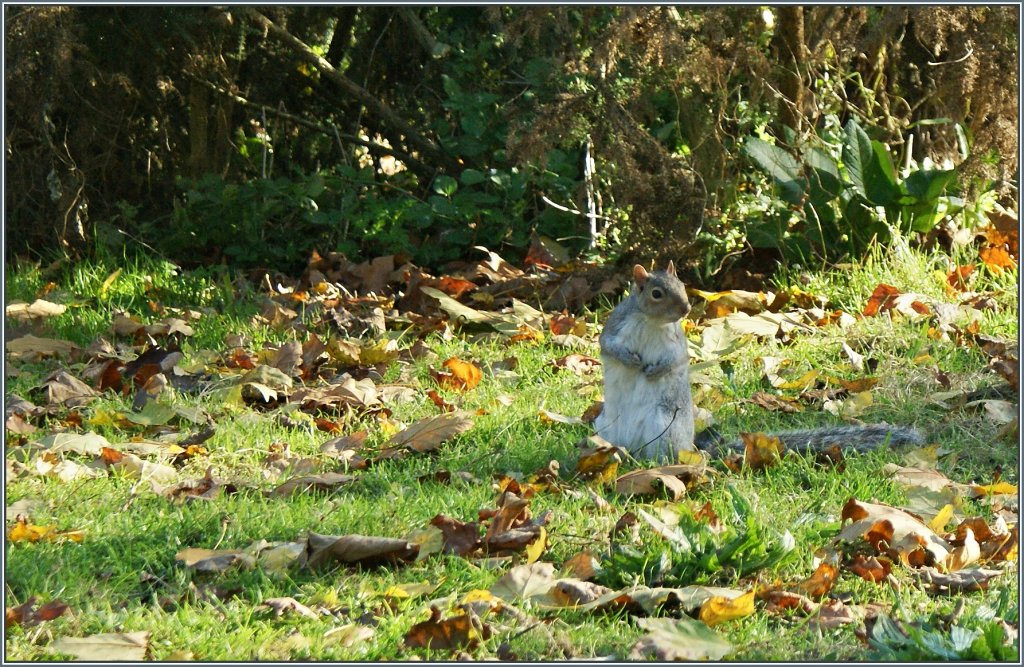 Neugierig schaut dieses Eichhrnchen in die Welt.
(14.11.2012)