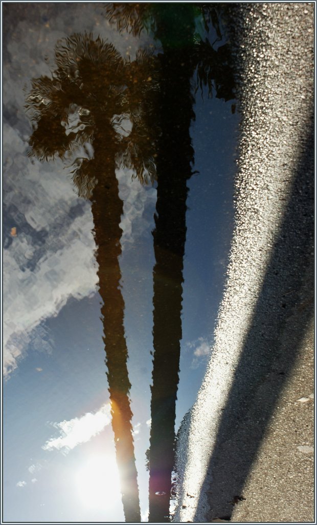 Palmen im Spiegelbild einer Wasserpftze.
(20.03.2013)