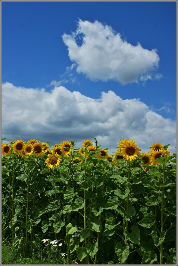 Sonnenblumen an einem sonnigen Tag.
(12.07.2012)