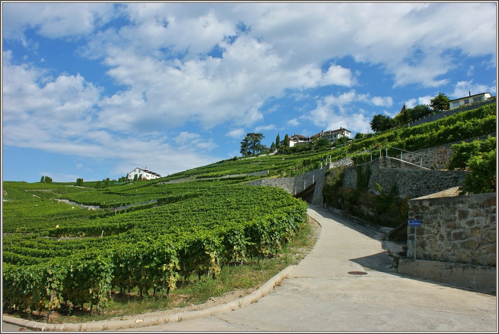 Weinberge im Lavaux
(29.08.2012)