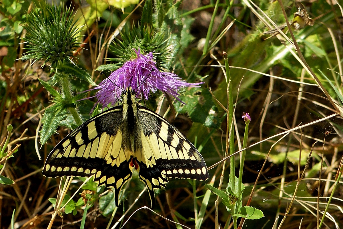 Der Schwalbenschwanz (Papilio machaon) ist ein Schmetterling aus der Familie der Ritterfalter (Papilionidae). Am 02.09.2018 begegnete mir ein besonders schönes Exemplar zwischen Wasserbilligerbrück und Igel. (Hans)